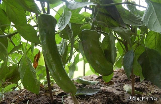 进入2020年，农村适合种植什么呢？一起看看8种较赚钱的种植项目