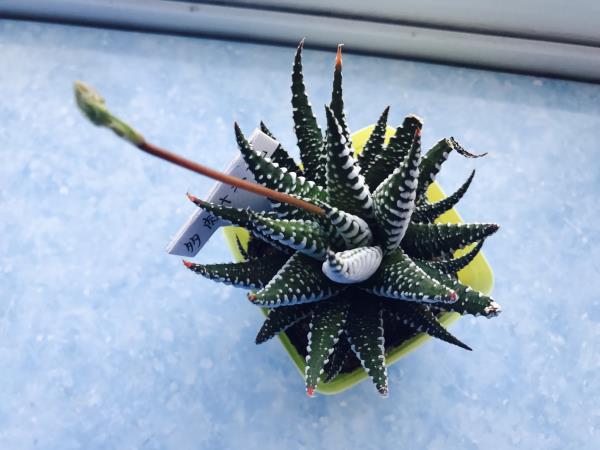  多肉植物浇水还是喷雾 多久浇一次水好