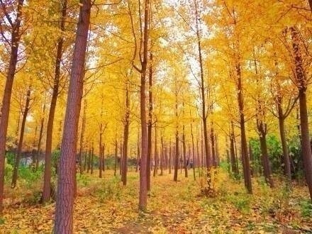有关秋天的句子大全(精选18句)