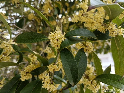 桂花飘香的唯美句子(精选32句)