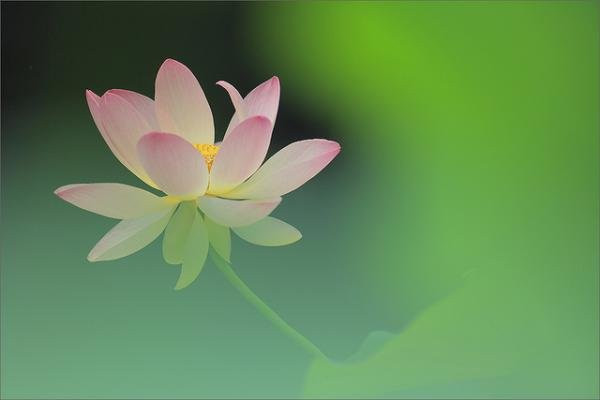 最唯美的句子：心如莲花，人生就会一路芬芳(精选13句)