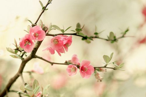 悲伤的爱情句子(精选22句)