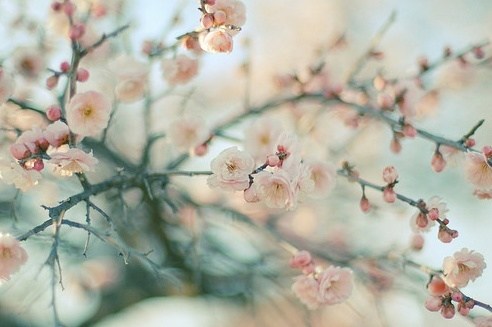 关于母亲节的句子(精选17句)