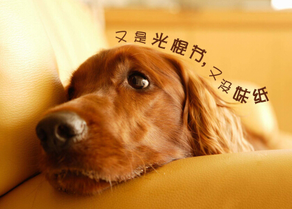 关于光棍节的句子(精选24句)