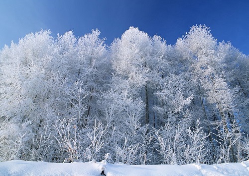 描写雪景的优美片段(精选21句)
