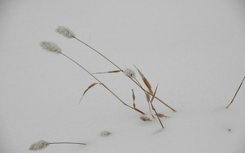 赞美冬天雪景的句子(精选30句)