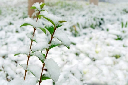 描写冬天雪景的句子(精选36句)