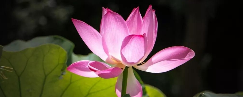善莫大焉前二句是什么 善莫大焉前二句是什么