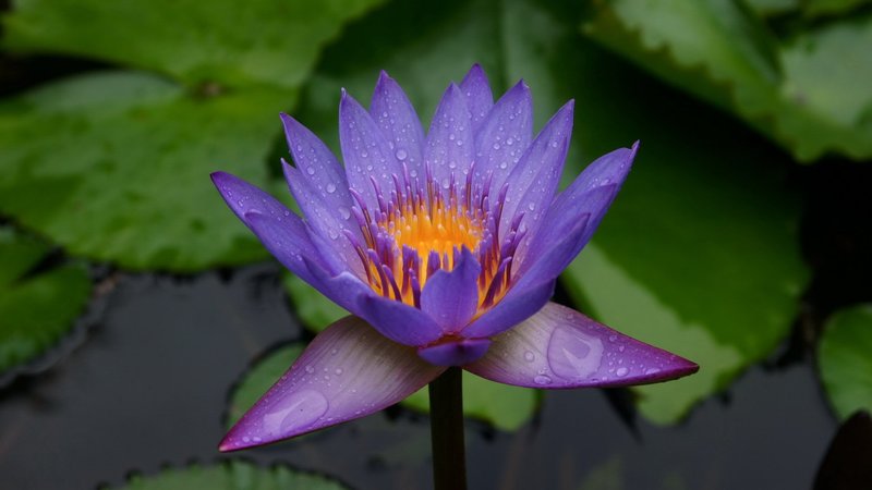 2021双十一光棍节表白必成功的文案 很搞笑可爱的