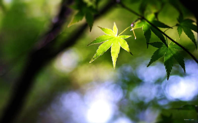寒露时节的文案 关于寒露发朋友圈的文案(精选16句)