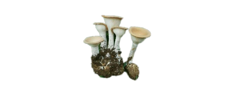虎奶菌哪些人不宜吃 虎奶菌哪些人不宜吃