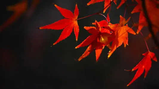 让人拥有好心态的文案 心态好的简短经典句子(精选12句)