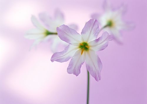 古风唯美伤感个性签名(精选18句)