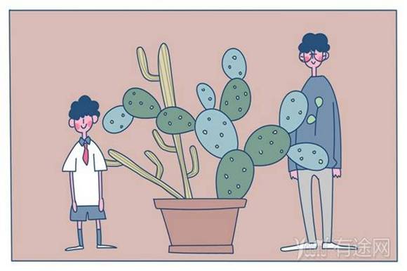 多肉植物种植技巧 多肉植物怎么养