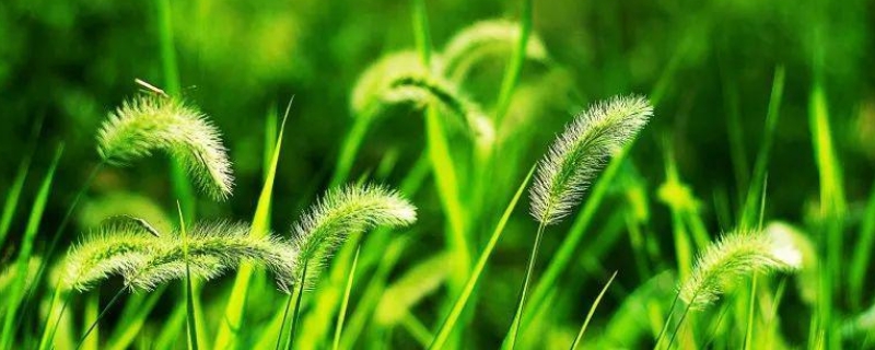 用盐水除草后会不会再长草 用盐水除草后会不会再长草