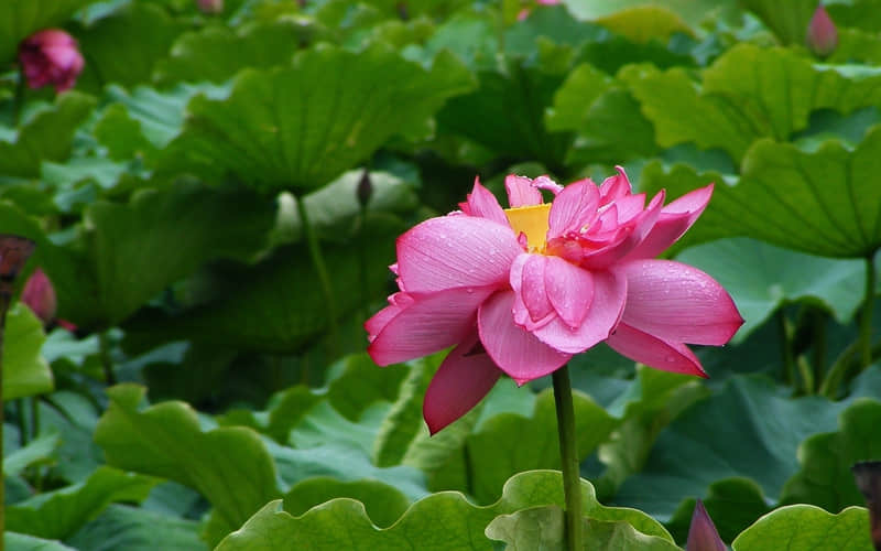 夏天个性签名简短 夏天文艺唯美个性签名(精选16句)