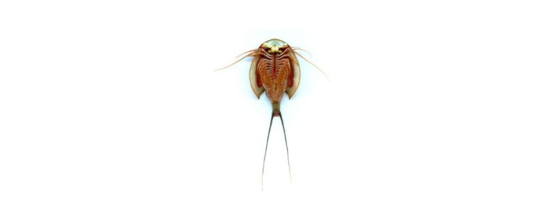 鲎虫与鲎是什么关系 鲎虫与鲎是什么关系