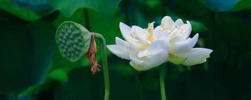 仲夏是几月 仲夏是几月