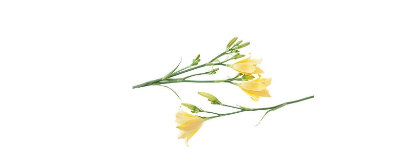黄花菜的禁忌有哪些 黄花菜的禁忌有哪些