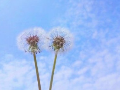 文艺有诗意的微信网名2022精选 敬你春风野马