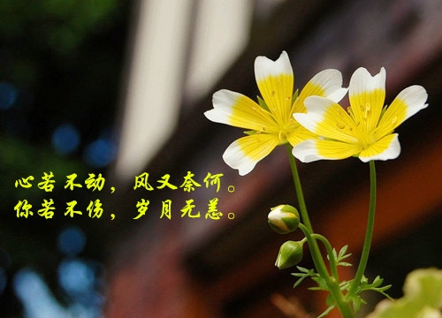 可爱呆萌的软妹网名大全(精选48句)