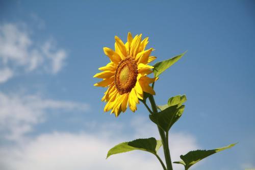 久违的回家感觉的句子 回家的心情唯美语录(精选23句)
