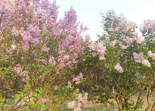 静待春暖花开疫情散去的句子(精选21句)