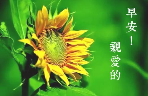 听起来舒服的早安心语 早安走心的句子(精选73句)
