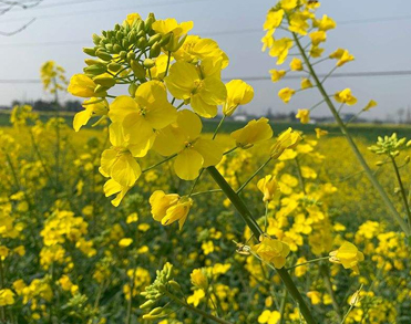 春天晒油菜花拍照说说 赏油菜花的心情句子(精选22句)