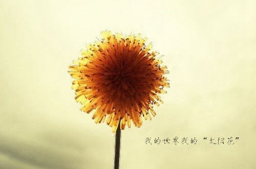 七夕语录大全简短 七夕语言祝福(精选7句)