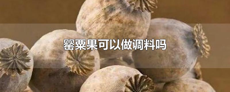 罂粟果可以做调料吗 罂粟果可以做调料吗