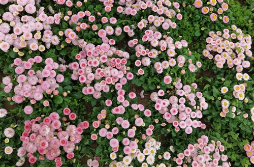 清明节缅怀革命先烈的优美句子(精选51句)