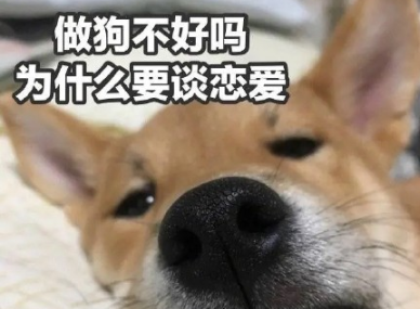 适合520情人节的沙雕文案 2022独自过520的搞笑说说