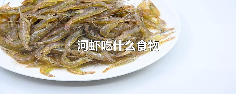 河虾吃什么食物 河虾吃什么食物