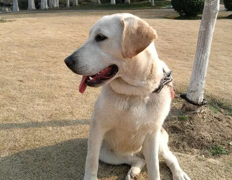 天气好遛狗的说说 夕阳和狗的唯美句子(精选22句)
