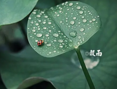 2022谷雨节气发朋友圈的说说 谷雨发朋友圈的祝福