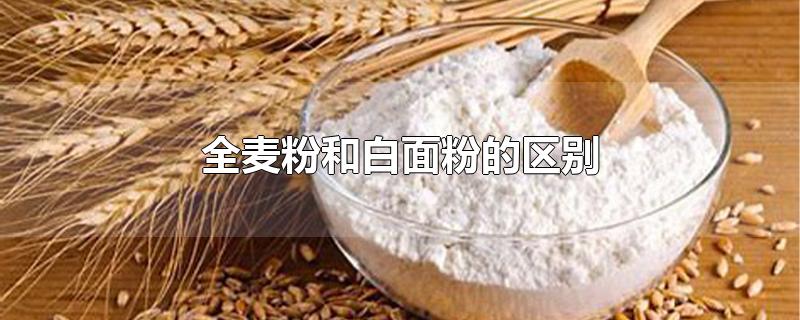 全麦粉和白面粉的区别 全麦粉和白面粉的区别