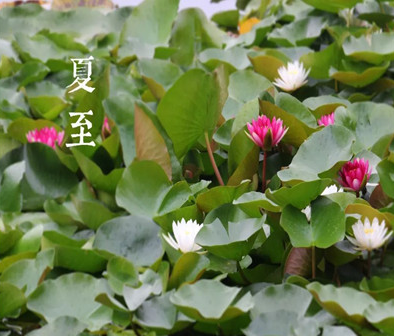 2021夏至祝福语大全简短 夏至节气暖心祝福语