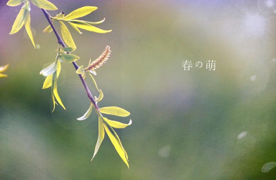 令人心动的优美春天文案 2021关于春天温柔而美好