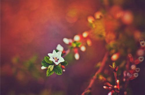 清明节伤感说说 清明节感慨句子(精选60句)