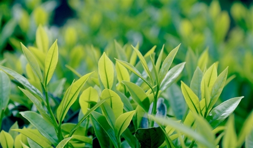 采春茶发朋友圈的句子(精选16句)
