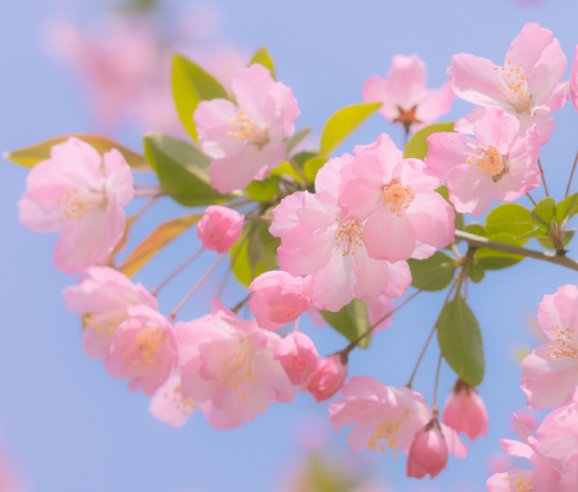 3.8妇女节适合女人发的朋友圈 3.8女神节唯美励志