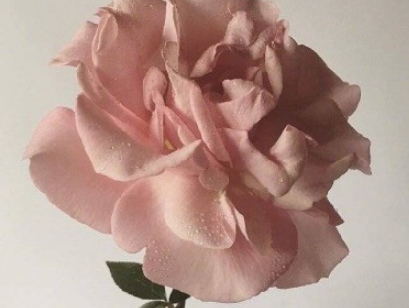 2022三八妇女节发朋友圈的说说 三八妇女节说说浪