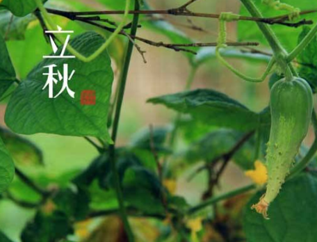 适合发朋友圈的立秋说说大全 2022微信立秋说说经