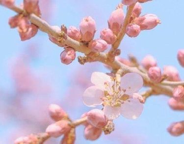 朋友圈晒桃花的说说大全 2022春季赏桃花的句子发