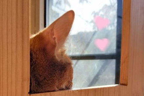 伤感说说关于猫的一句话 像旧巷子里的猫很自由(精选22句)