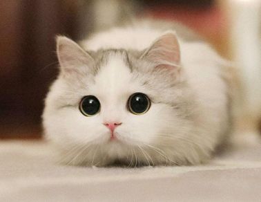 想做你枕边书怀中猫意中人 关于猫咪的暖心句子(精选17句)