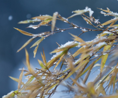 小雪节气发朋友圈的句子 2021小雪节气的暖心朋友