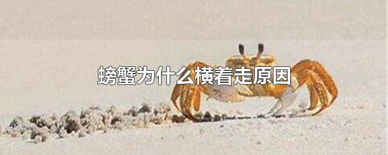 螃蟹为什么横着走原因 螃蟹为什么横着走原因