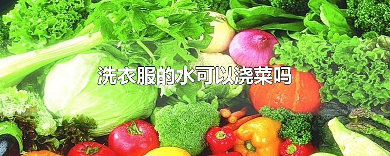 洗衣服的水可以浇菜吗 洗衣服的水可以浇菜吗